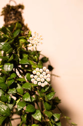 Hoya lacunosa